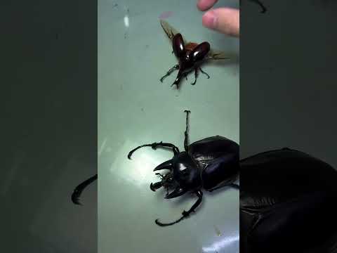 Megasoma Actaeon Beetle vs Hercules Beetle – Size & Power Comparison 🪲 #nature #beetle #wildlife