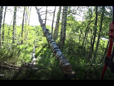 Metsolan Metsäkoulu 213 - Älä lyö pökkelöä - pökkelö lyö sua!