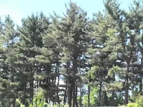 How to Identify Pine Trees