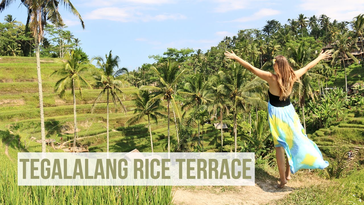 Tourists delight in the exploration of the enchanting Tegallalang Rice Terraces.