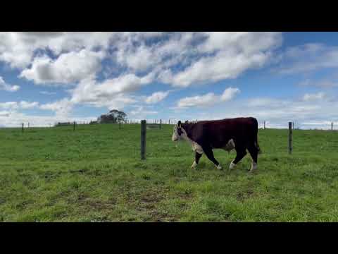 Lot 92 Craigmore Explorer 24337 (2025 bull sale)