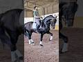 Spectacular Advanced Andalusian Stallion 10 Yo