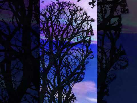 Paul Kitchen | Waiting to Fly Reel