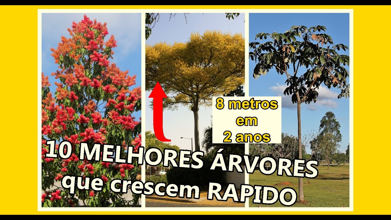 10 ÁRVORES Nativas BRASILEIRAS que CRESCEM RÁPIDO Que Vão Te Surpreender SOMBRA e REFLORESTAMENTO
