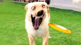 Funny Cats and Dogs Videos 😆 - Hilarious Animal Moments 🐶😺