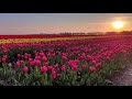 Tulpenroutes gaan door, maar anders