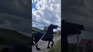 Download lagu A bbestly stallion mp3 Download lagu A bbestly stallion mp3