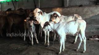 Dairy Farm near Hisar, Haryana