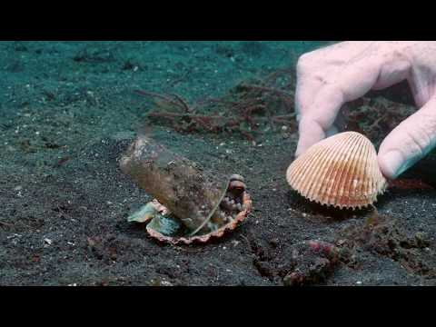 Diver Gives Tiny Octopus a New Shelter - Heartwarming!