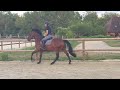 Caballo castrado sBs Caballo de Deporte Belga En venta 2020 Bayo