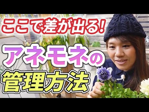 園芸 ウッドアネモネ、アネモネ・シルヴィ