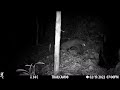 Feral Cat Catching Bat At A Cave Exit In Jamaica