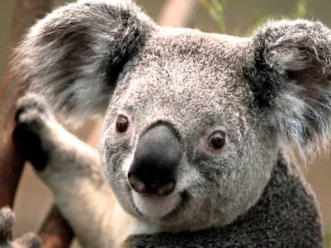 Emyej/Perry/Krzyż/Nalep/Sikor - 5 liter