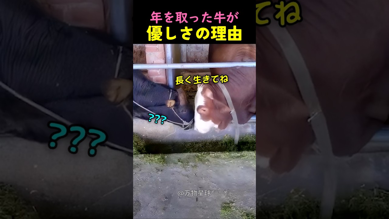 年を取った牛が自分のエサを分けてあげた理由
