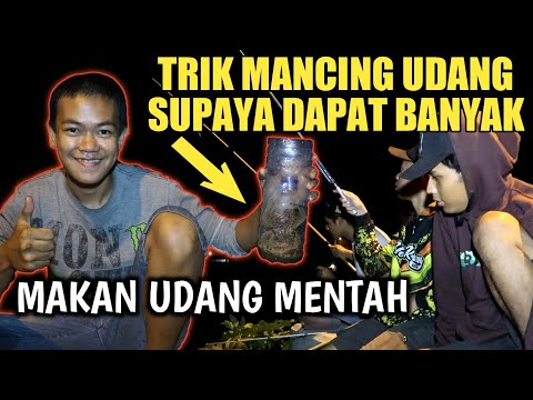 mancing-udang-dengan-perangkap-sampe-kewalahan-makan-sushi-udang-alami-evlog-94