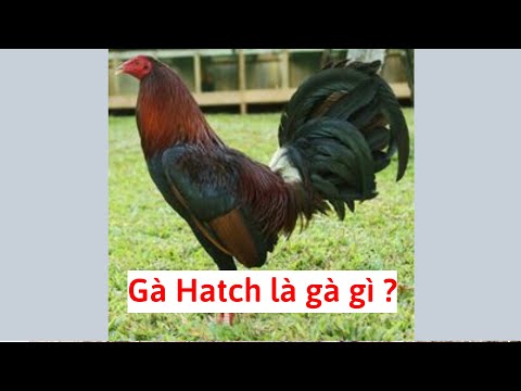 , title : 'Gà chọi Hatch là gà gì ,hiểu rõ khi xem video này'