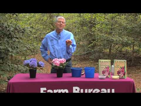 Walter Reeves – Hydrangea Colors & How You Can Change Them