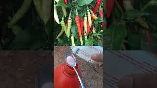 Download lagu Pelebat buah cabe murah dan irit biyaya #berkebun #npkfertilizer #agriculture #kumeltani mp3