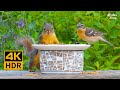 Cat TV for Cats to Watch😺❤️ Beautiful Backyard Birds and Squirrels 🐦 8 Hours(4K HDR)