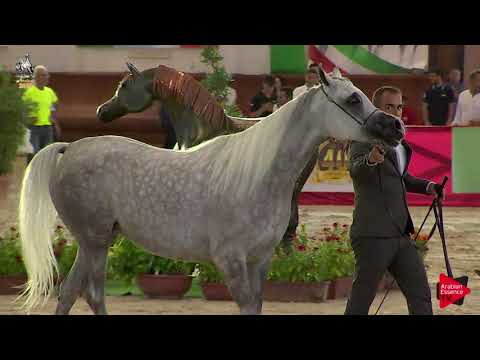 N 87 HASSENE BY HASSAN   Italian Nationals 2019   7 Years Old and Older Mares Class 8 9