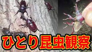 【一人昆虫探し】「きｍ・・・」大量のカブトムシを発見してしまったｗｗ