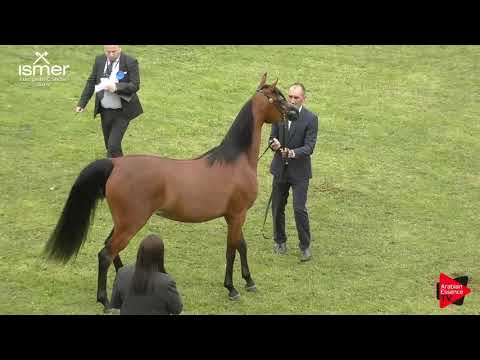 N.122 BIDZINA K.A. - Strohen 2019 C European - 3 year old Fillies (Class 5)
