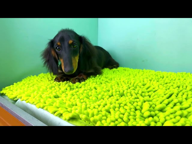 (子犬) 犬種:ダックスフンド・ミニチュア・ロング 女の子 ブリーダー マロニエケンネル MARRONNIER KENNEL k3657の画像