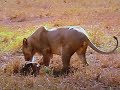 Solo The Lion Big Cat Diary Pt 2