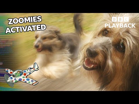 World's Best Doggo Zoomies 🐶 | Pippin saves the day! | Come Outside | BBC Playback