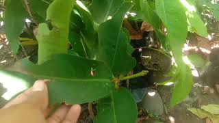 Download lagu JAMBU GREEN GIANT: JAMBU JUMBO SANGAT GENJAH CEPAT BERBUNGA mp3