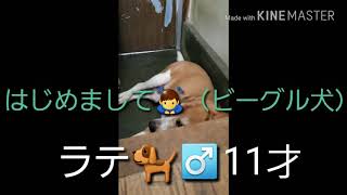 はじめまして🐕（ビーグル犬）ラテ♂11才