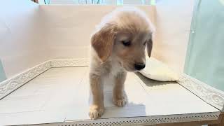 ゴールデンレトリバーの動画01