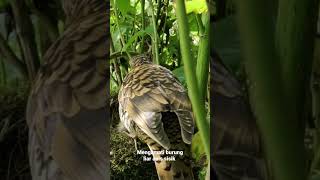 Download lagu mengamati burung Anis sisik dialam liar mp3 Download lagu mengamati burung Anis sisik dialam liar mp3