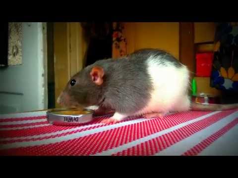 Słodziak szczurek chłepce wodę / Sweety rat drinking water