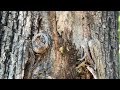 Treating the Carpenter Ants in the Tree in Leonardo, NJ