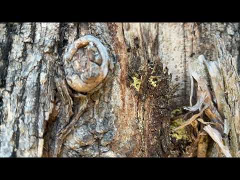 Treating the Carpenter Ants in the Tree in Leonardo, NJ