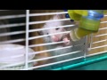 Golden Hamster "Chikuwabu" gnaw the water ...