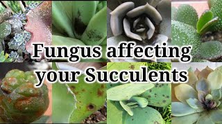 4/5 Fungus on Succulent and how to treat them || Fungus on plants explained