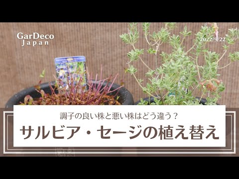 園芸 メドウセージ、コモンセージ