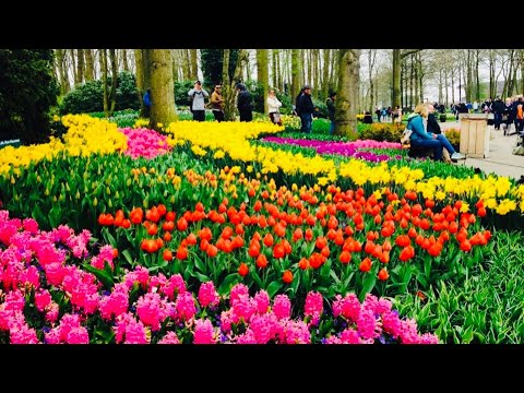 The most Beautiful Spring Garden in the World ~ Keukenhof 2022