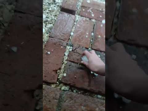 Granizo en Córdoba #miradacanina #lluvia #granizo #Córdoba #casagrande