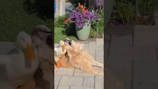 Download lagu Barley's & Donald Chump  🦆🐕 #dogs #dog #funny #tiktok #reels #cute #pets #puppy mp3