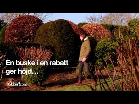 Trädgårdstips: Så här ramar du in trädgården med buskar och träd