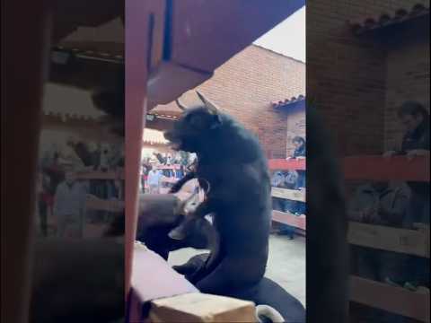 MANIZALES 2024 - 69° Temporada Taurina | Toreros y carteles para la mejor Feria de América