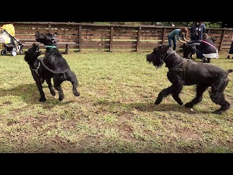 シュナウザーの種類:ミニチュア、ミディアム、ジャイアント