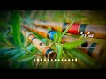 Best Flute Ringtone Beautiful Love Instrumental Ringtone Whatsapp Status Ringtone Music