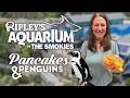 You Can Have Pancakes With Penguins At Ripley S Aquarium Of The Smokies