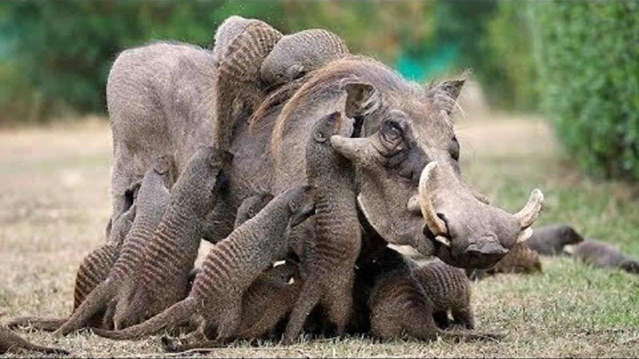 Freundschaft, Liebe oder alltäglicher gegenseitiger Nutzen? Welche Tiere perfekt koexistieren (Video)