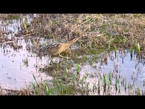 Bittern