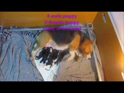 YouTube video about: How many puppies do beagles have?